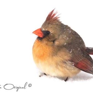 Meet your Posher, Christle